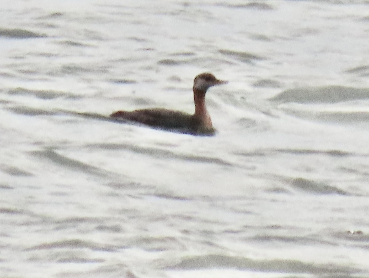 Red-necked Grebe - ML641388716