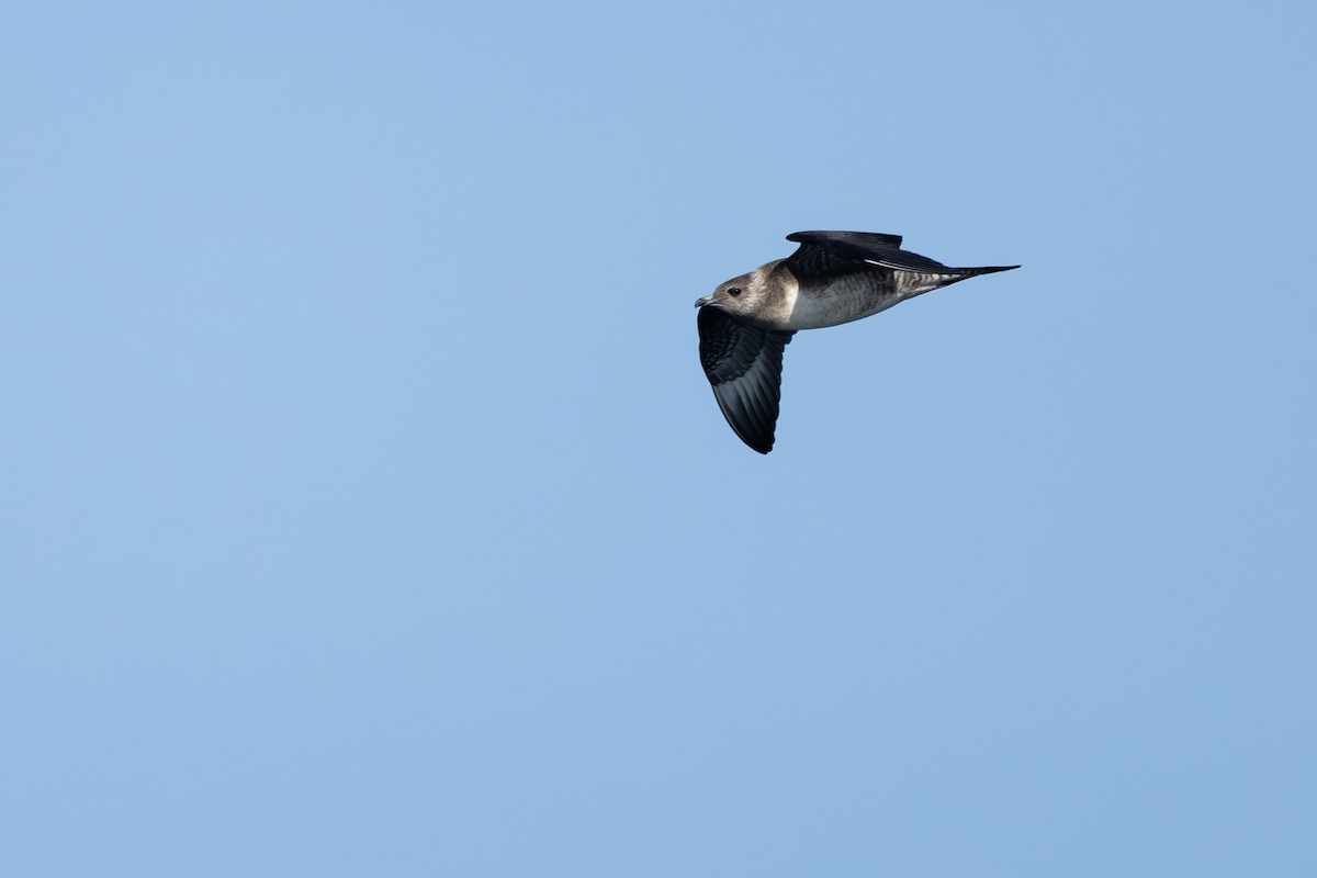 Long-tailed Jaeger - ML641388734