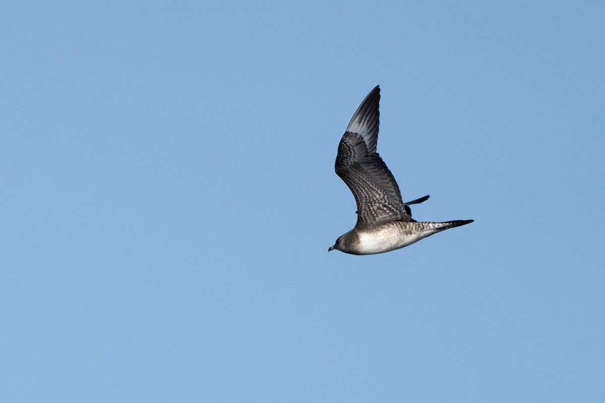 Long-tailed Jaeger - ML641388735