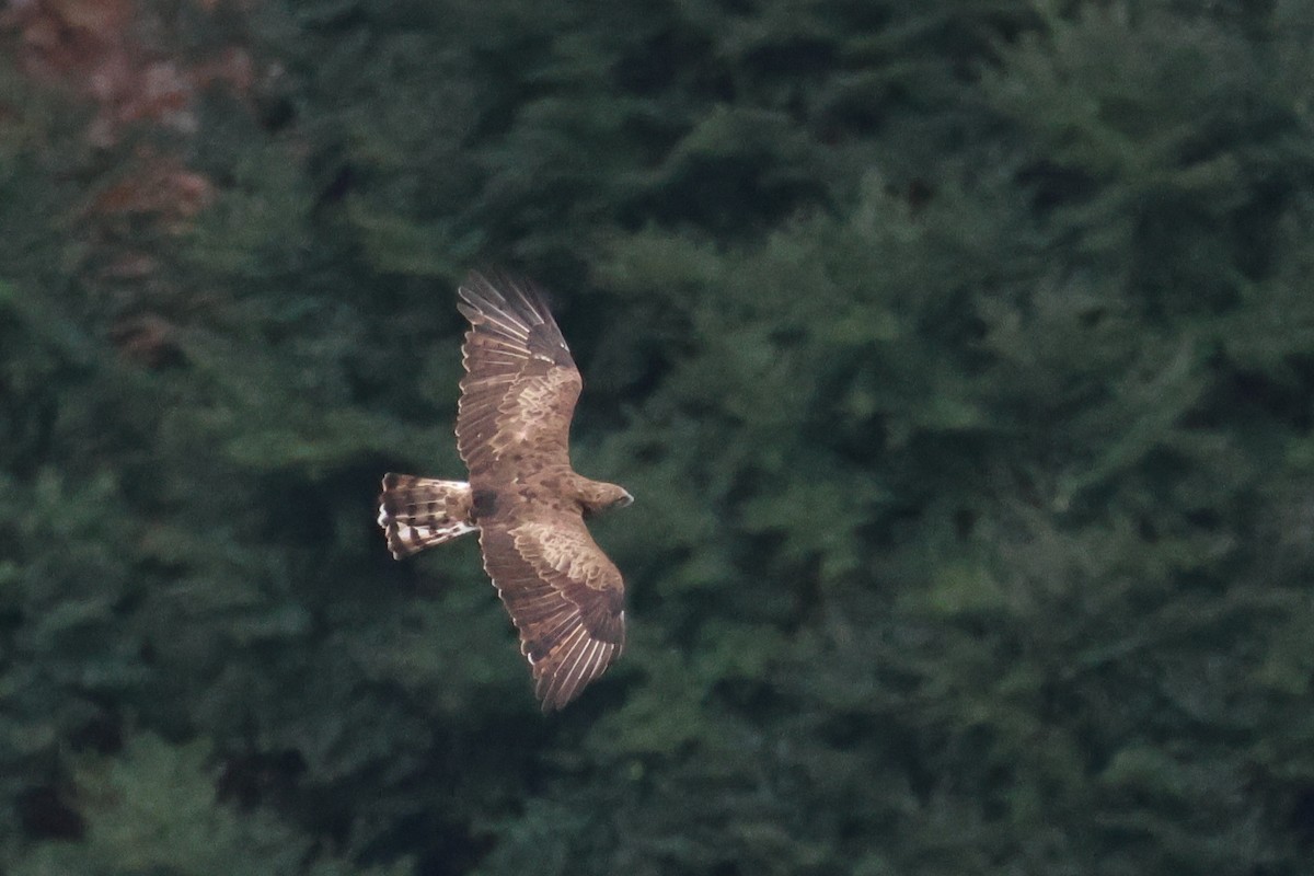 Short-toed Snake-Eagle - ML641388737