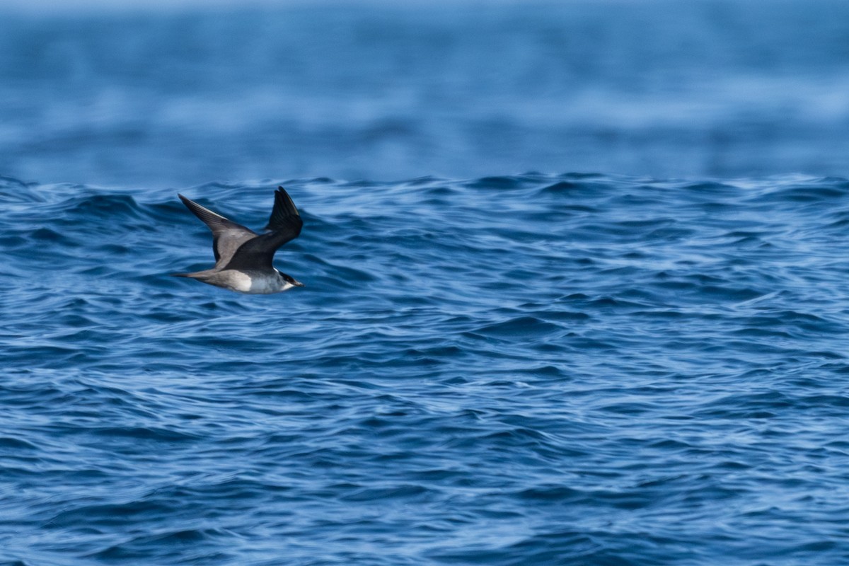 Long-tailed Jaeger - ML641388738