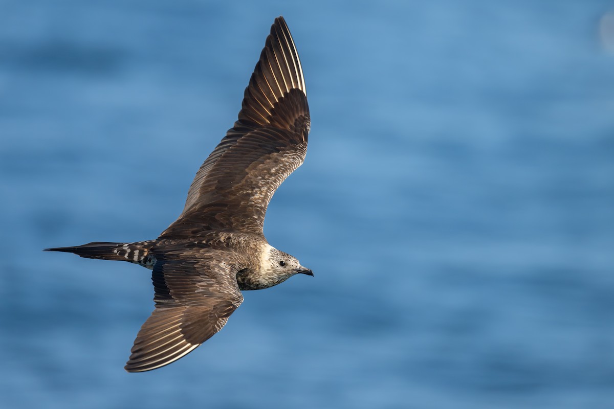 Parasitic Jaeger - ML641388745