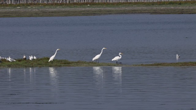 Great Egret - ML641388748