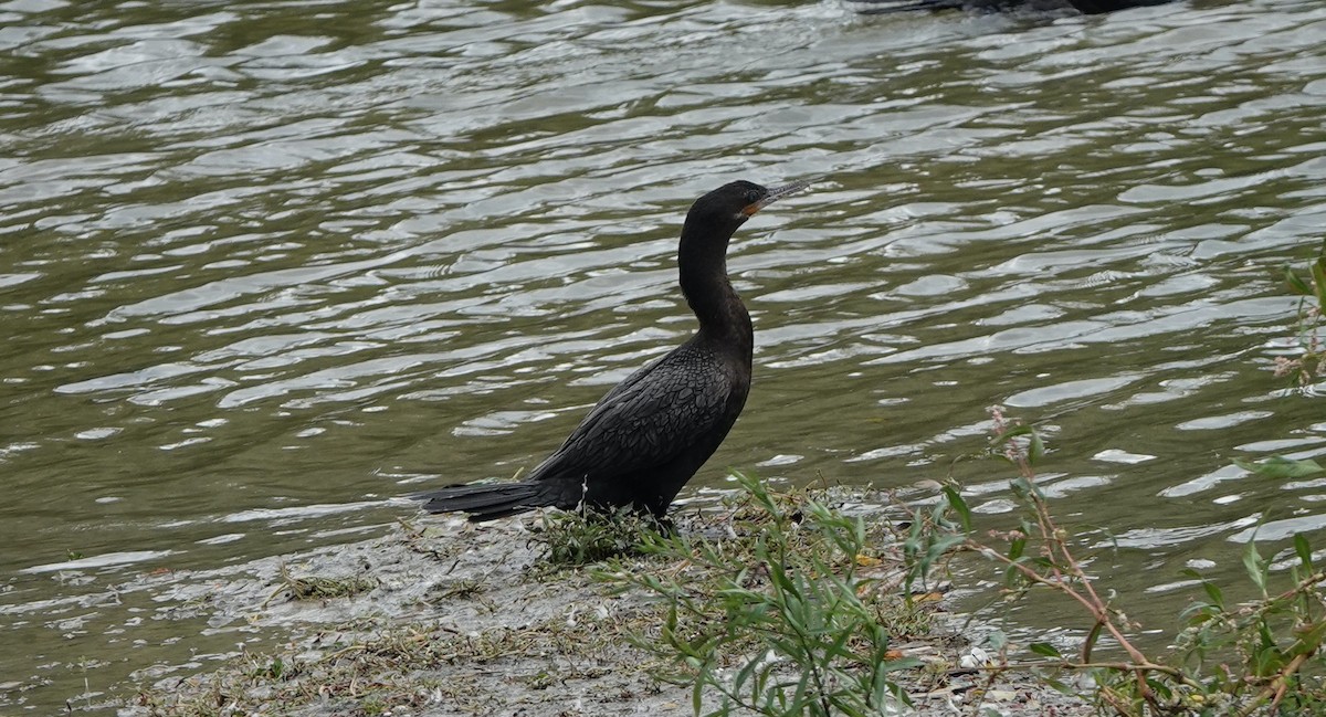 Neotropic Cormorant - ML641388749