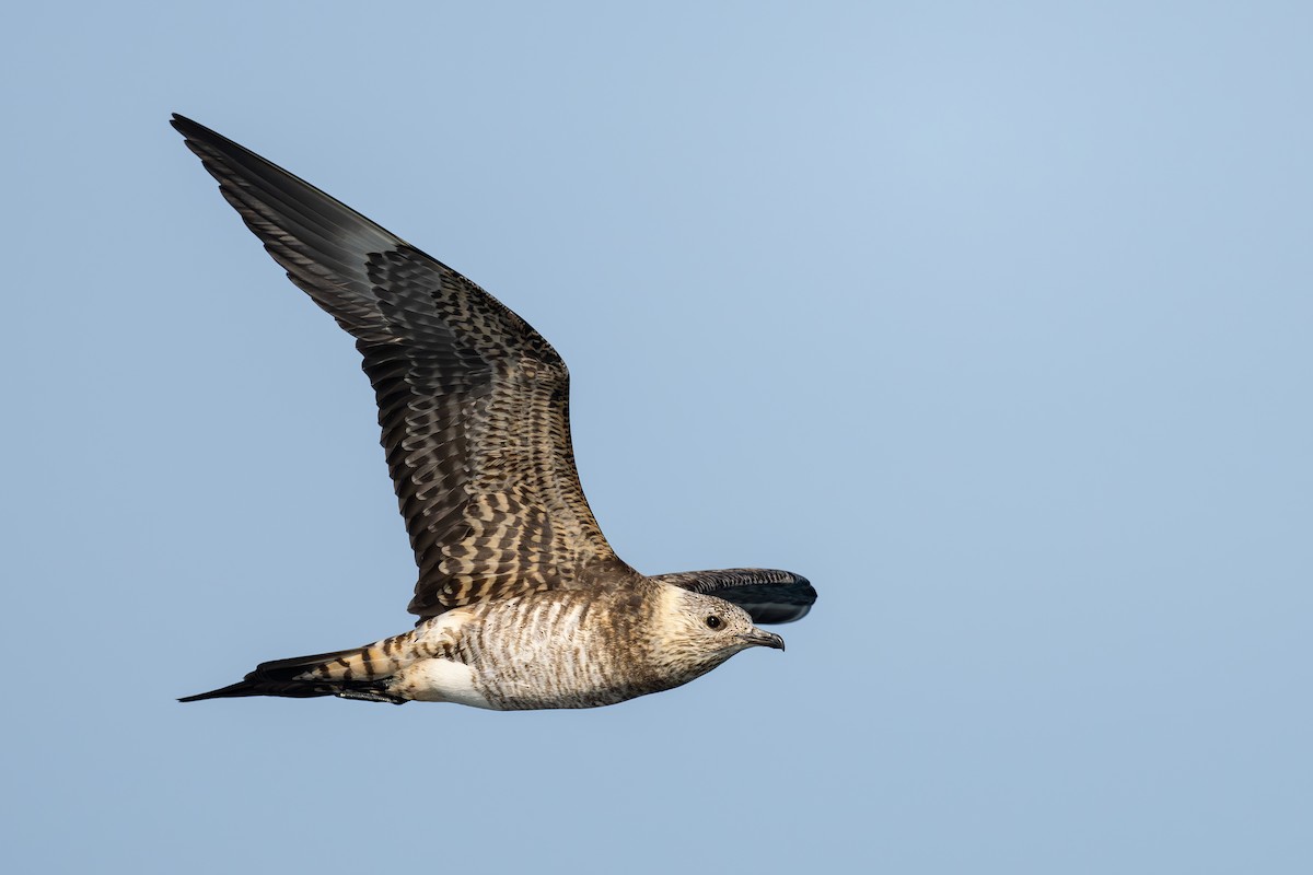 Parasitic Jaeger - ML641388751