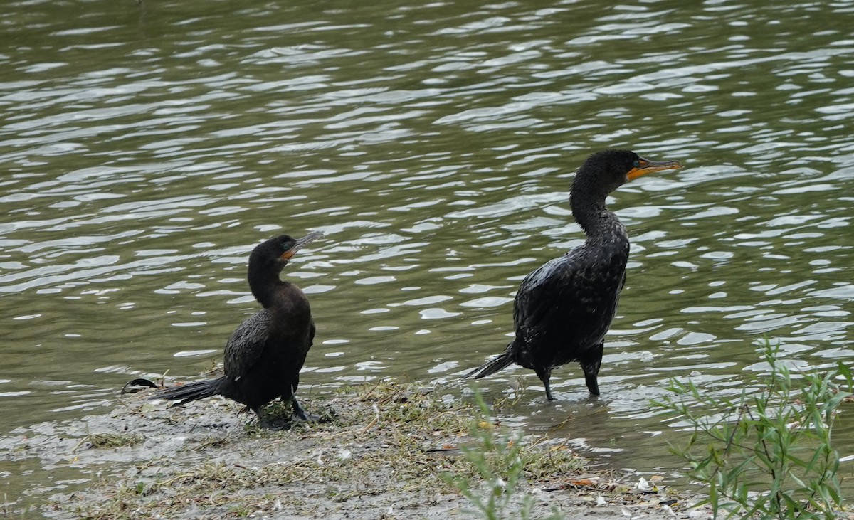 Neotropic Cormorant - ML641388755