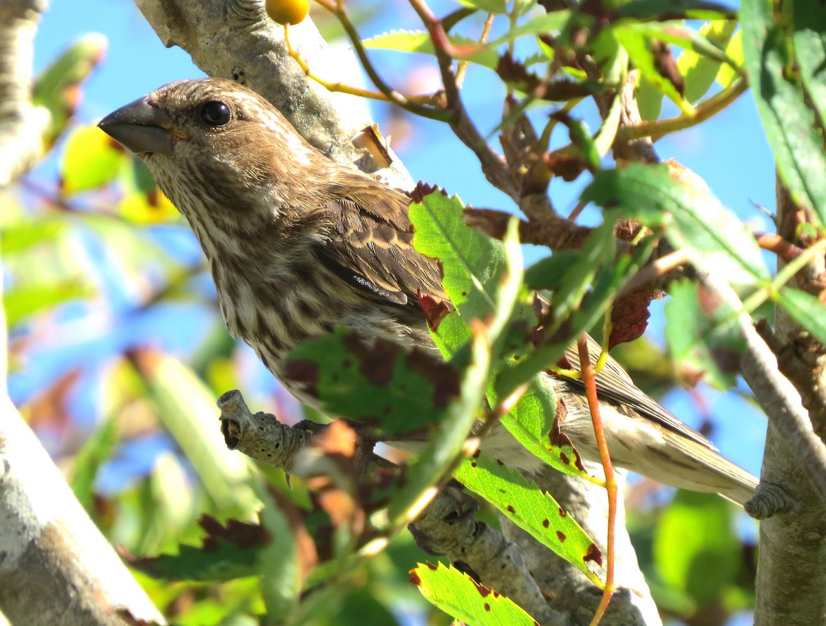 Purple Finch - ML641388756