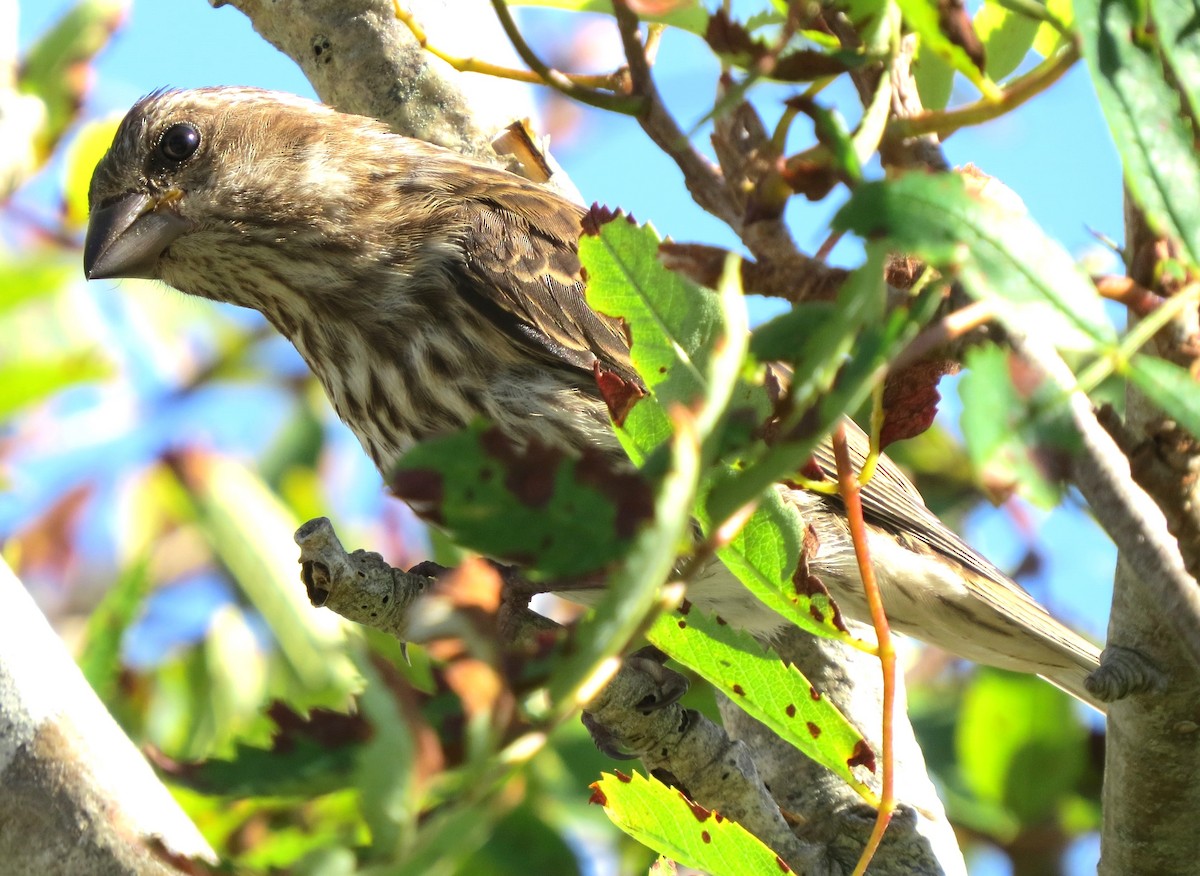 Purple Finch - ML641388766