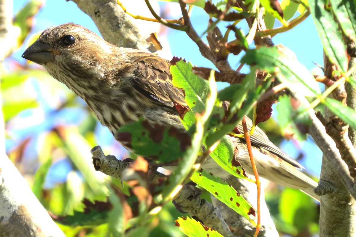 Purple Finch - ML641388774