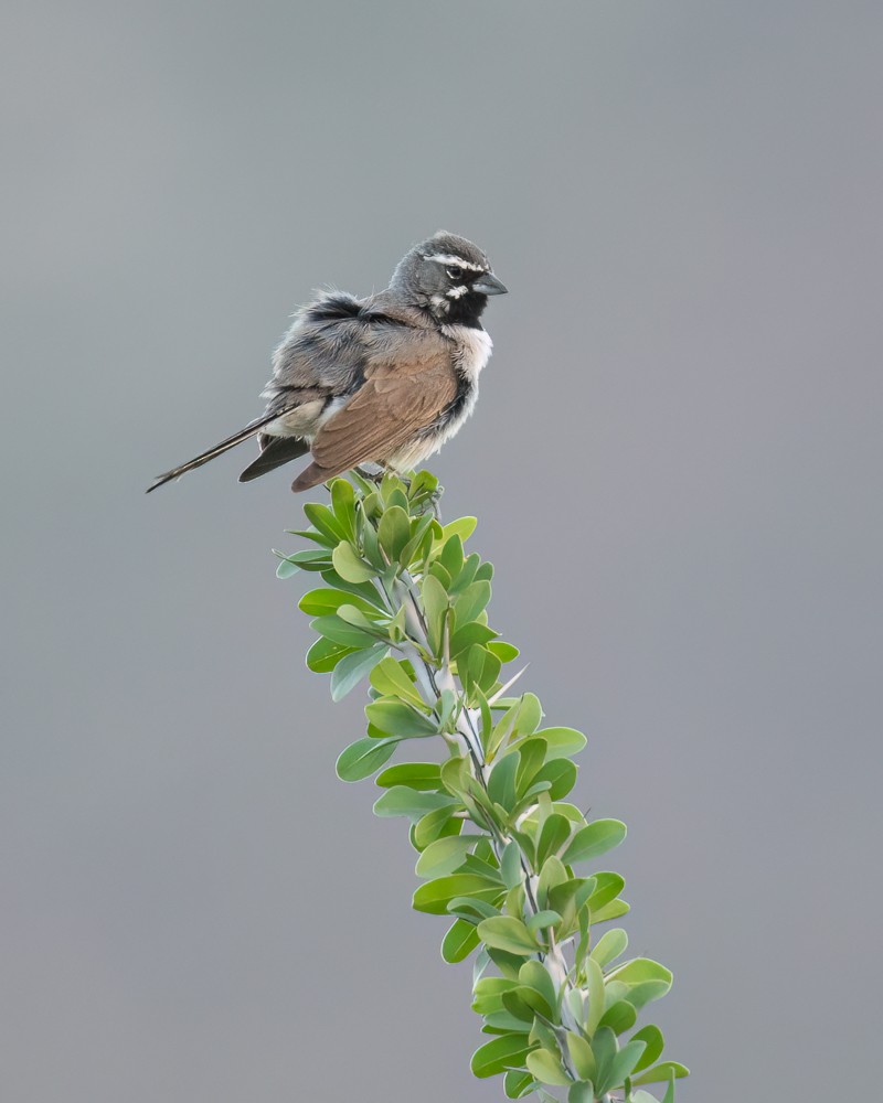 Black-throated Sparrow - ML641388784
