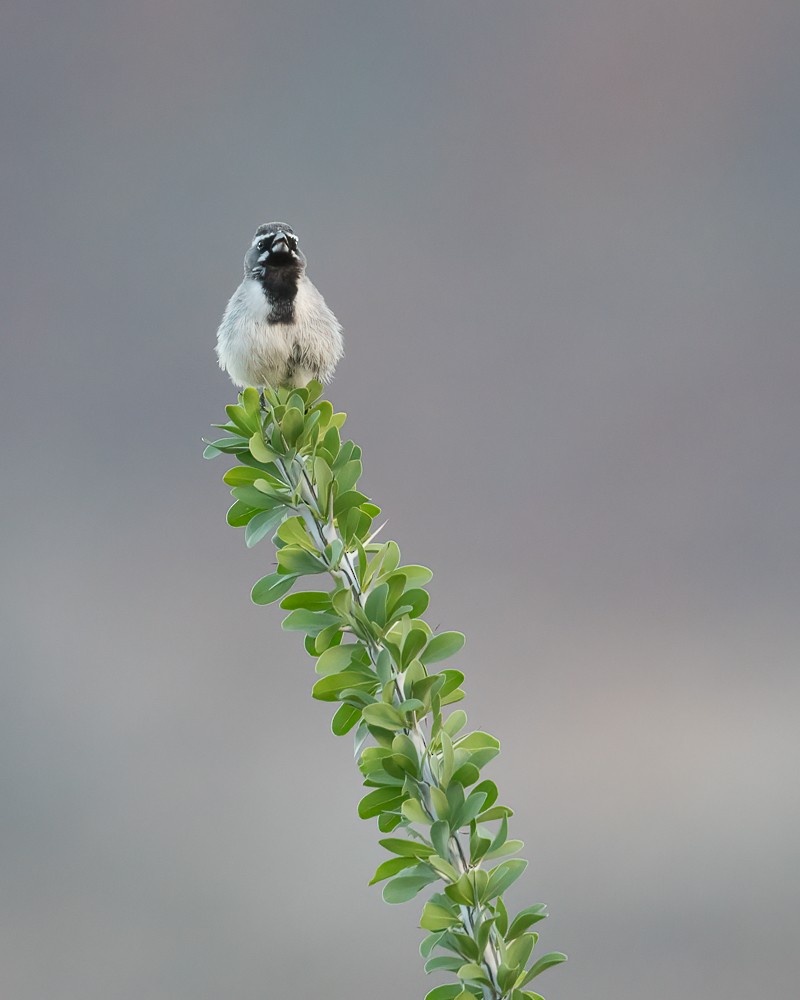Black-throated Sparrow - ML641388785
