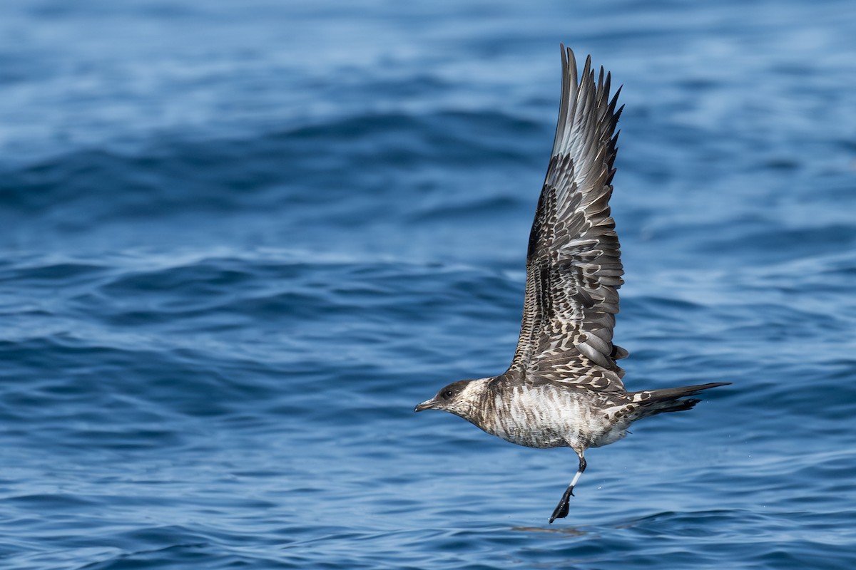 Parasitic Jaeger - ML641388787