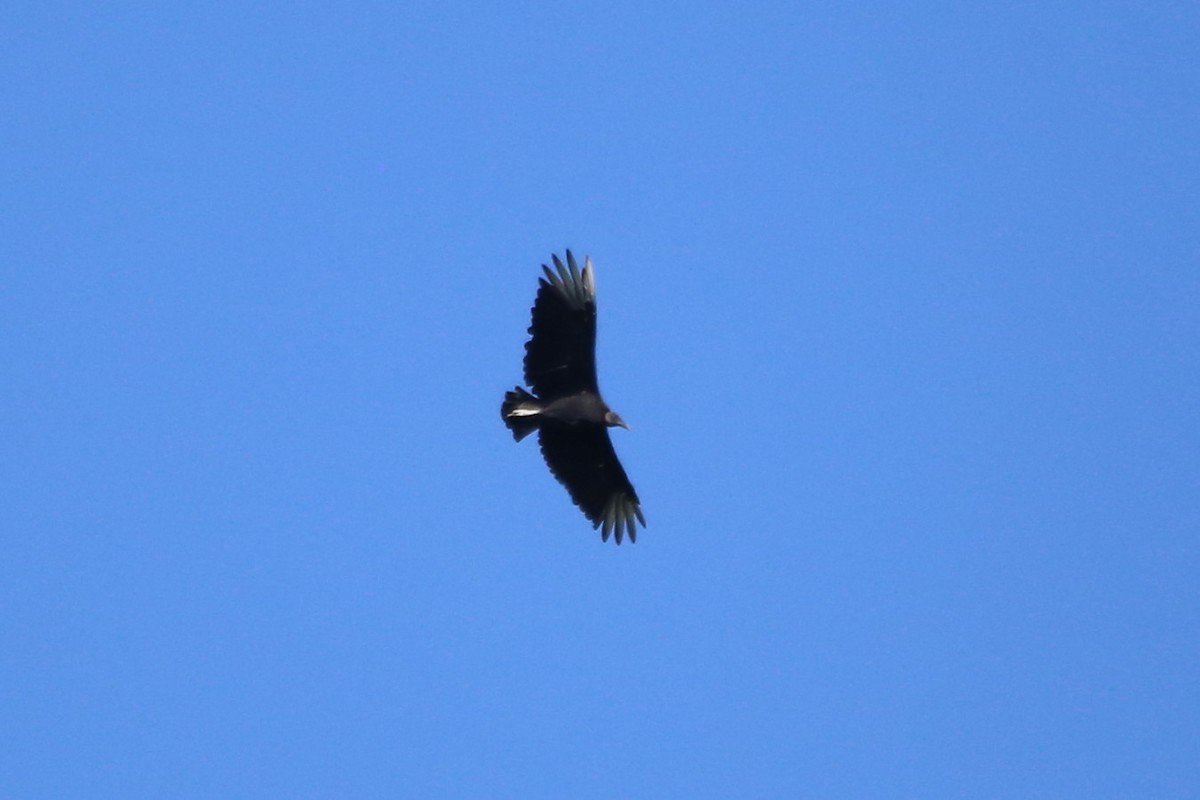Black Vulture - ML641388799