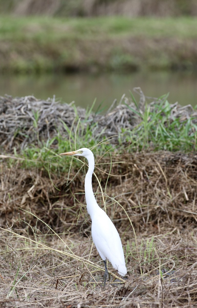 Medium Egret - ML641388807