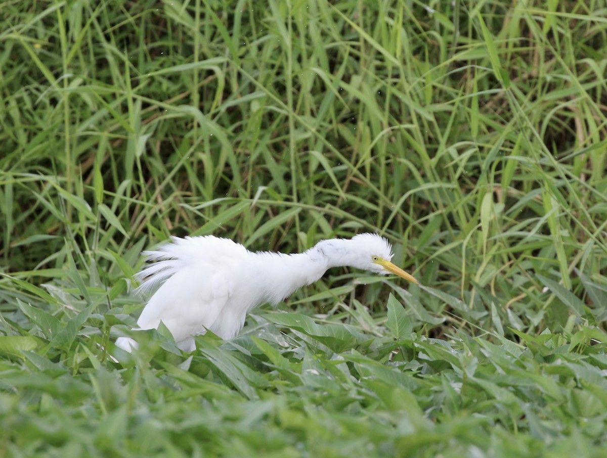 Medium Egret - ML641388808