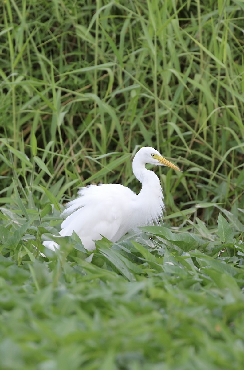 Medium Egret - ML641388809