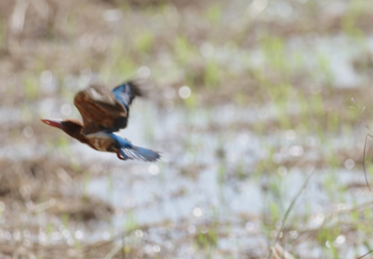 White-throated Kingfisher - ML641388819