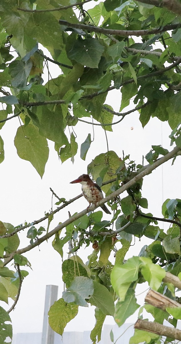 White-throated Kingfisher - ML641388820