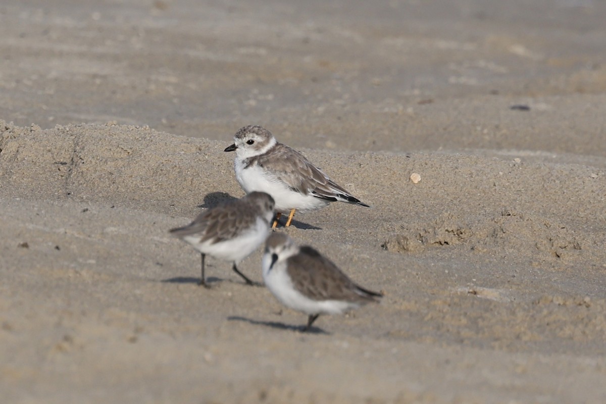 Piping Plover - ML641388822