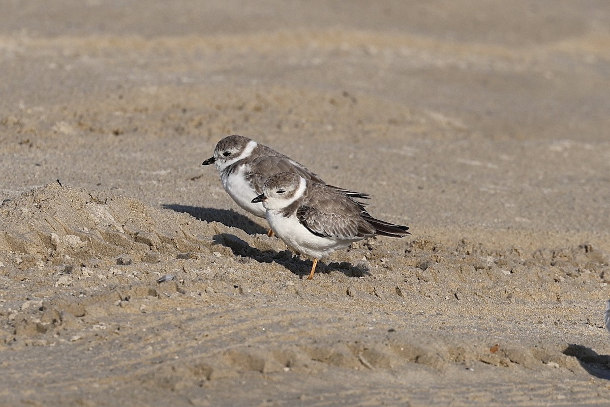 Piping Plover - ML641388823