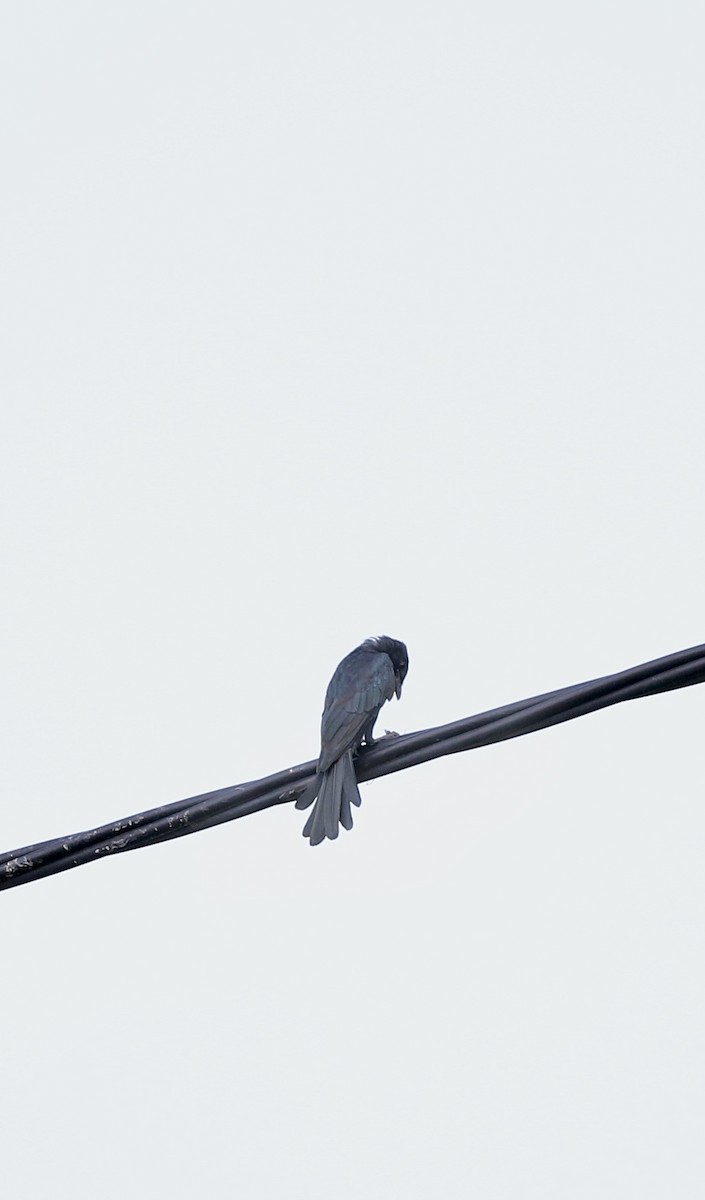 Black Drongo - ML641388826