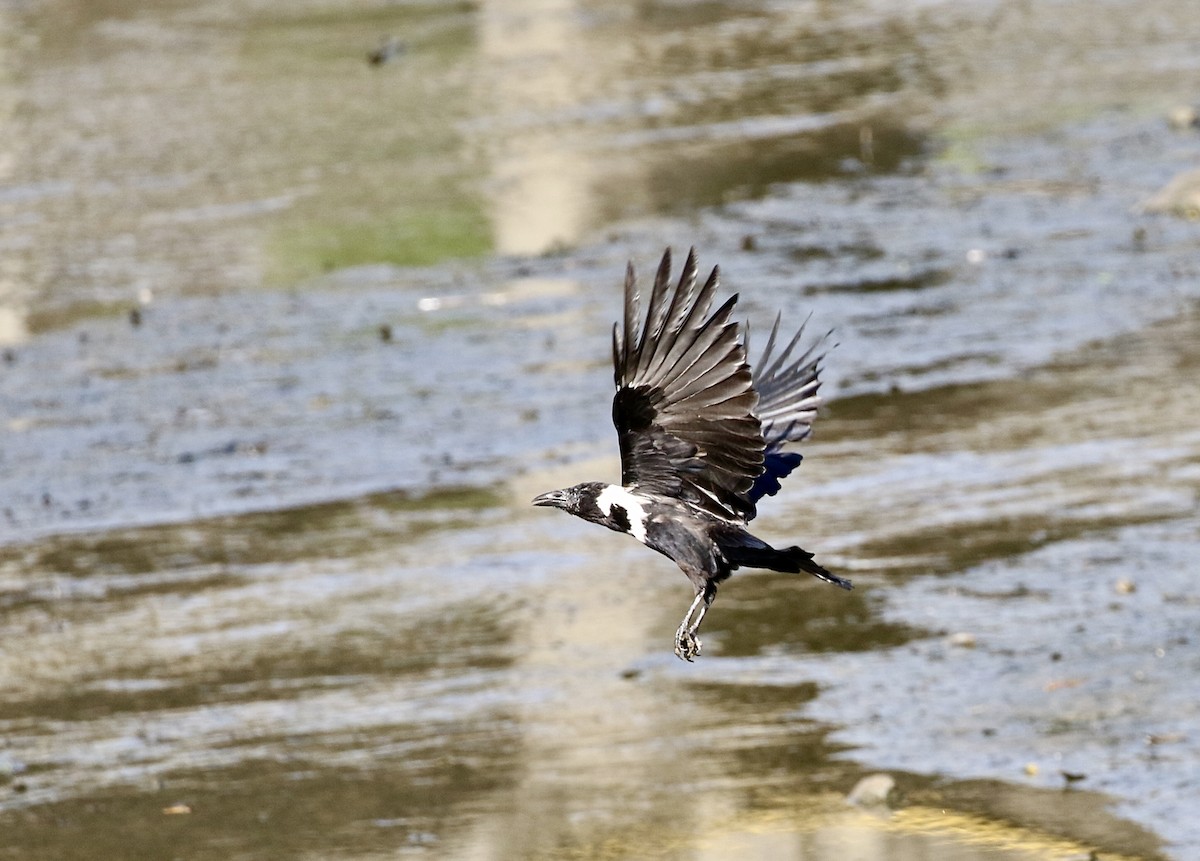 Collared Crow - ML641388874