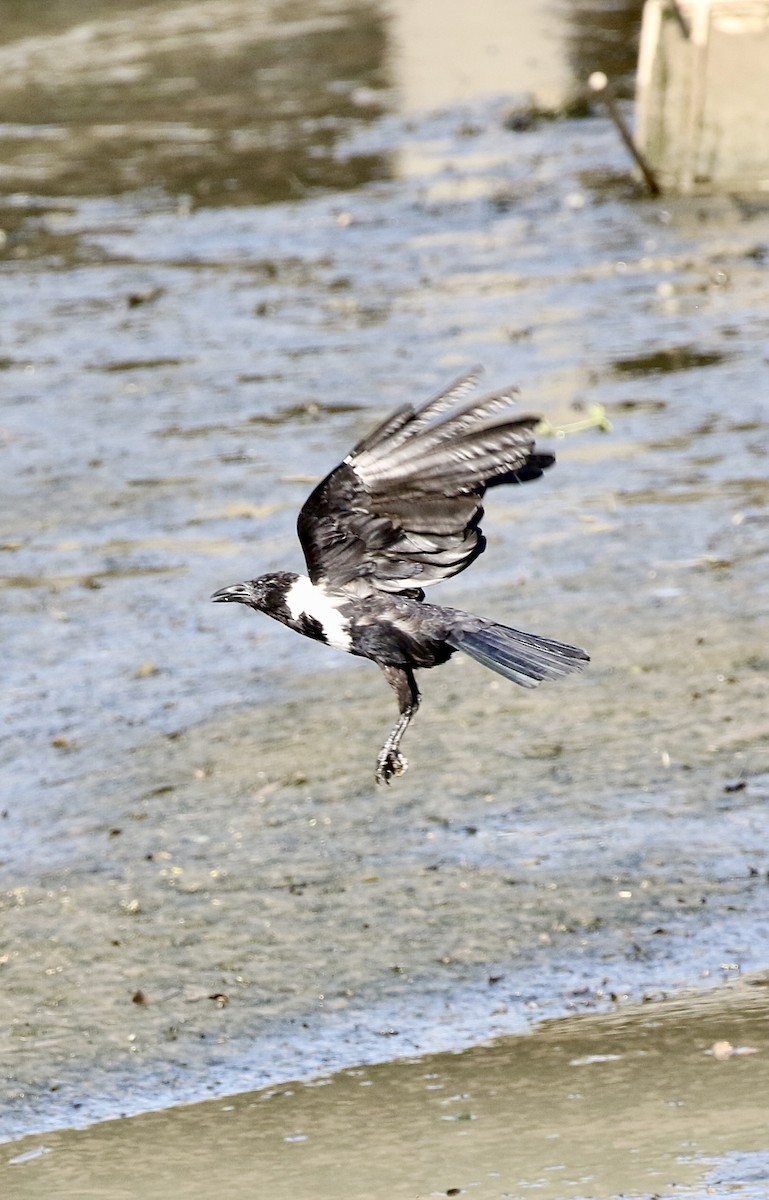 Collared Crow - ML641388875