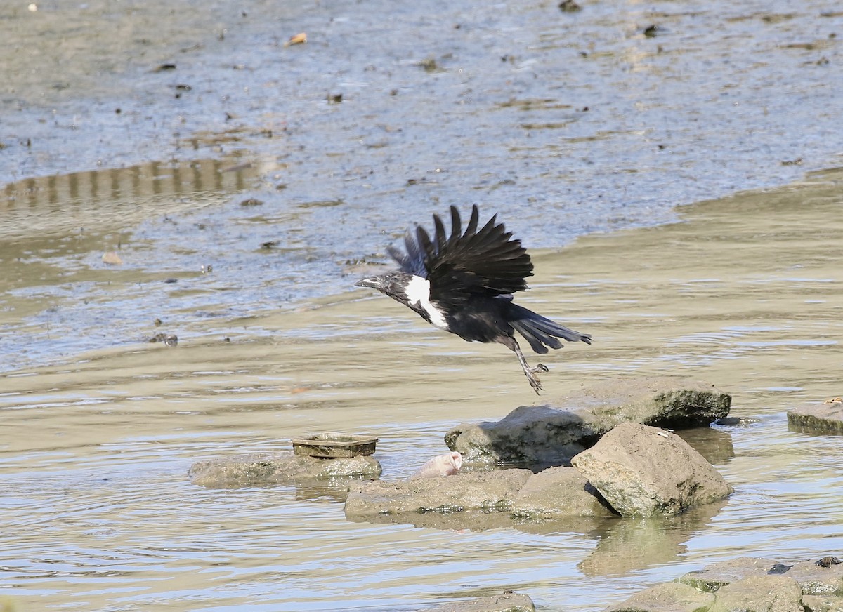 Collared Crow - ML641388876