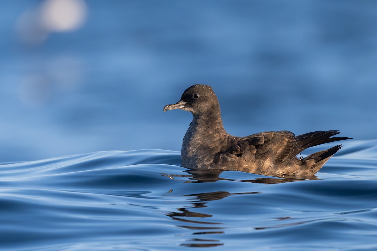 Sooty Shearwater - ML641388959
