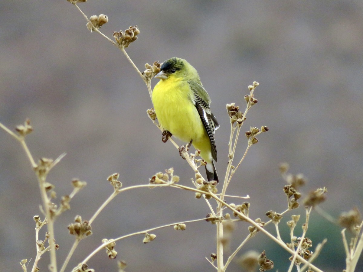 Lesser Goldfinch - ML641388968