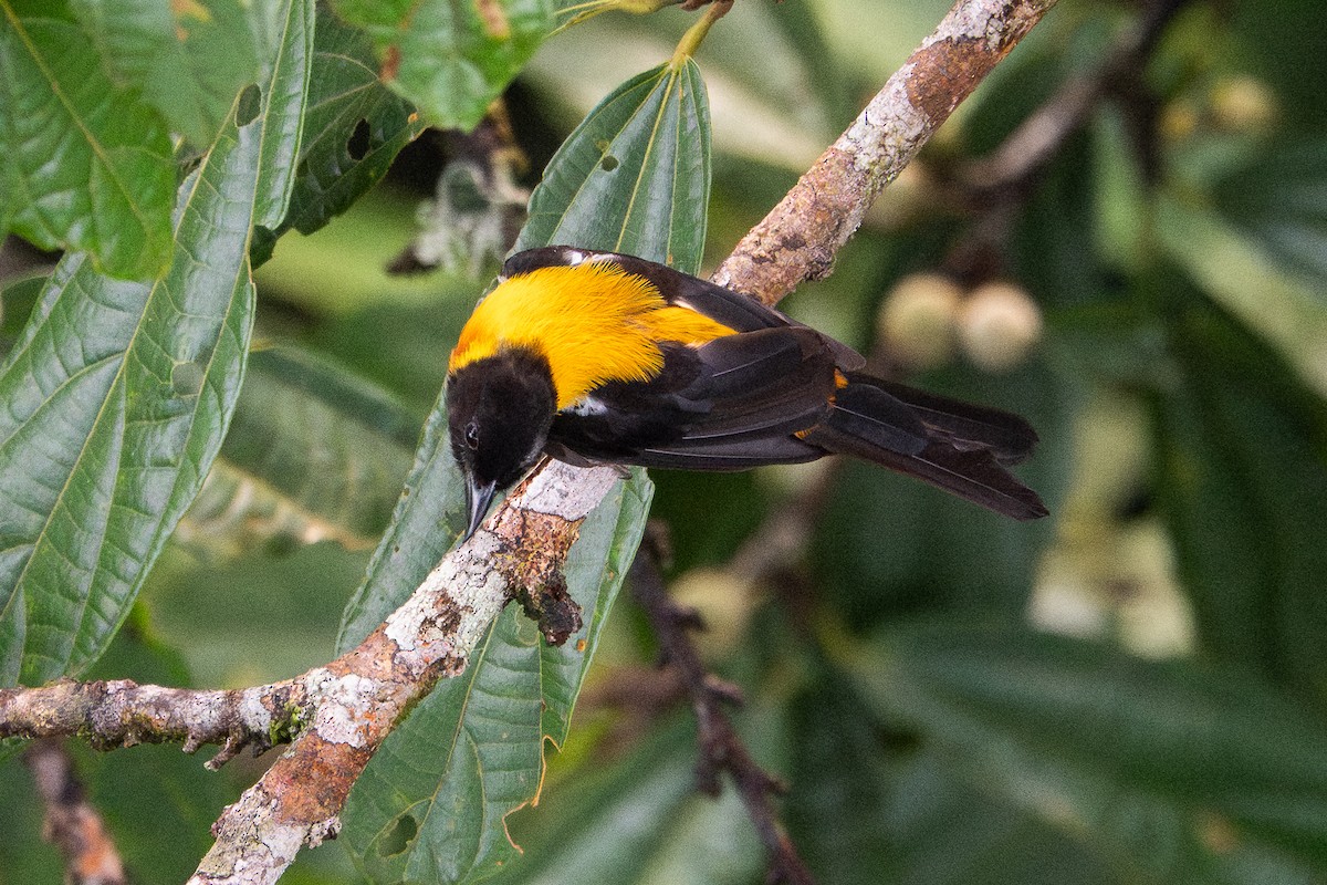 Fulvous Shrike-Tanager - ML641388995