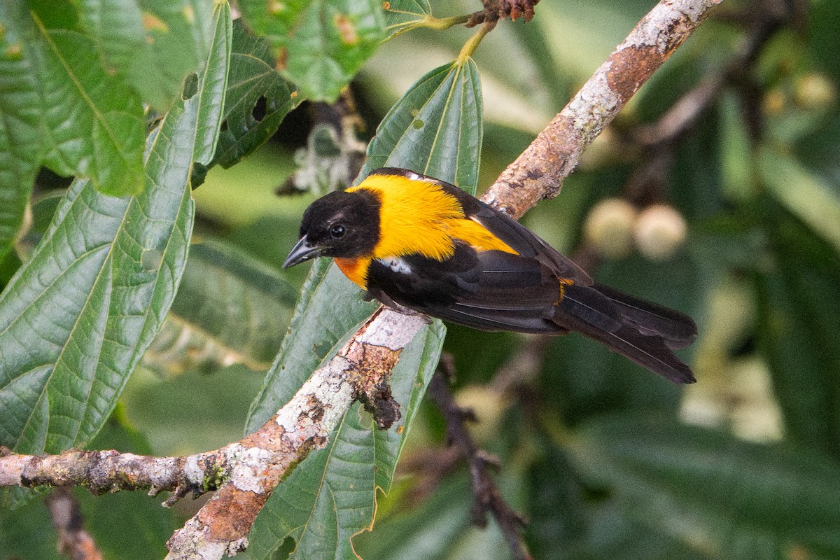 Fulvous Shrike-Tanager - ML641388996