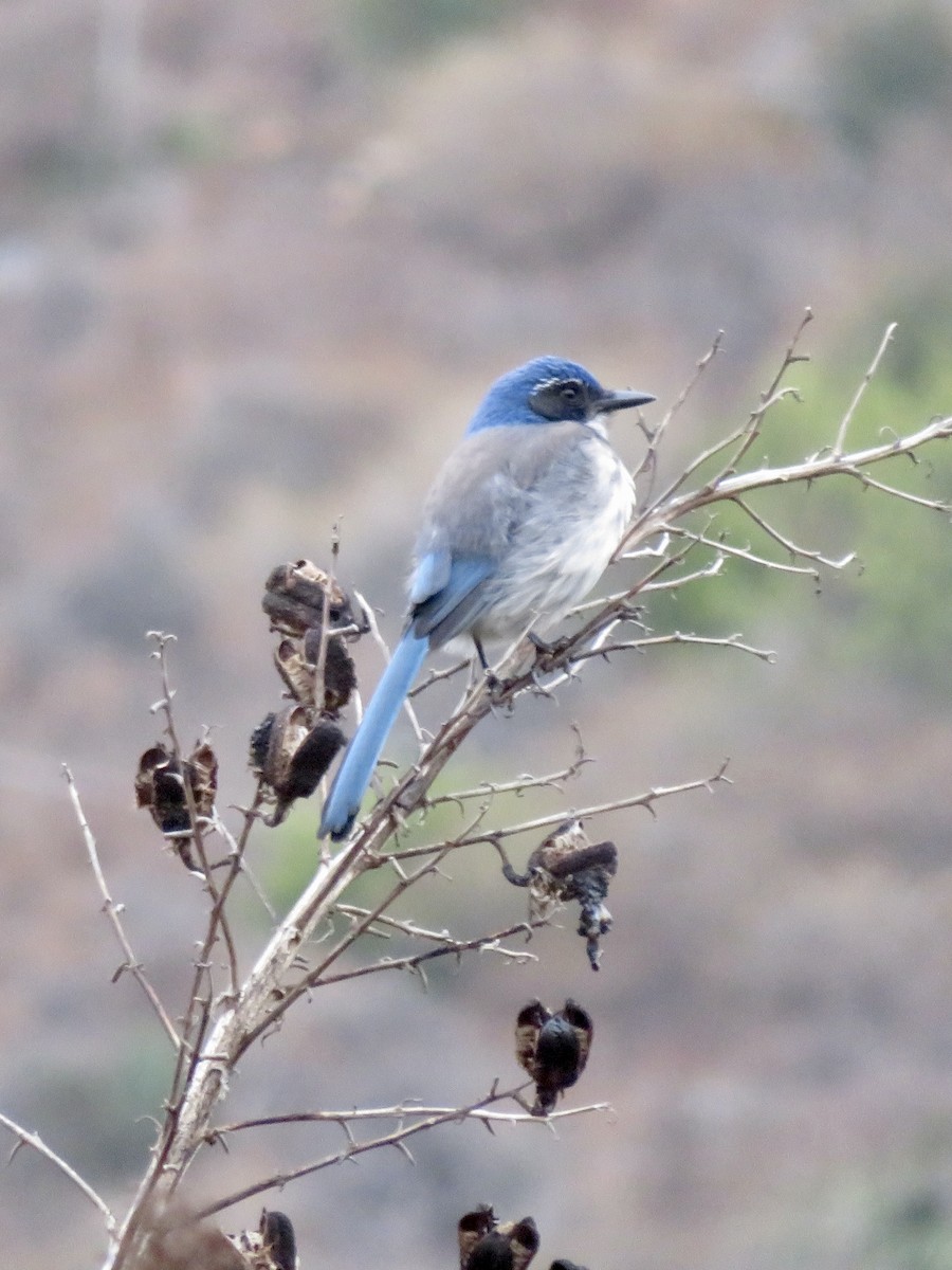 California Scrub-Jay - ML641389004