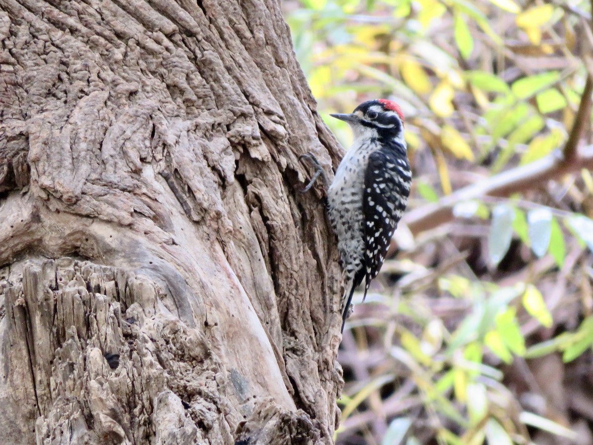 Nuttall's Woodpecker - ML641389008