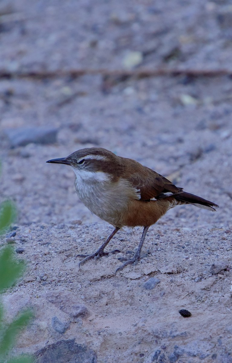 White-winged Cinclodes - ML641389010
