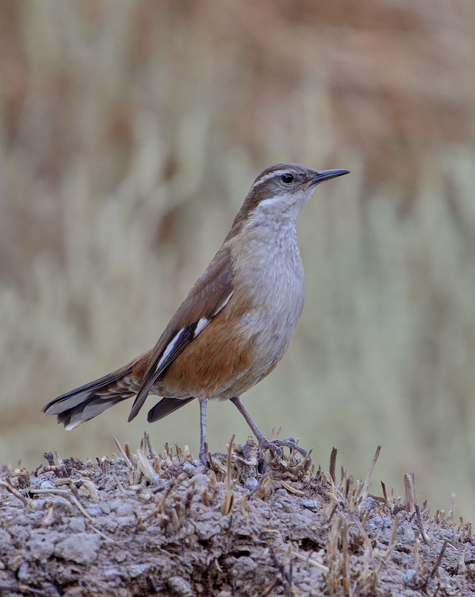 White-winged Cinclodes - ML641389011