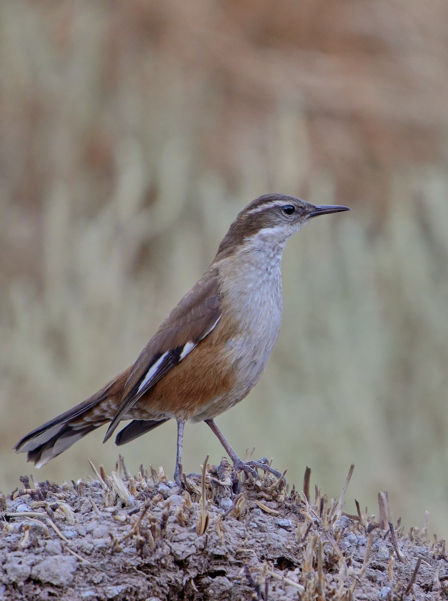 White-winged Cinclodes - ML641389012