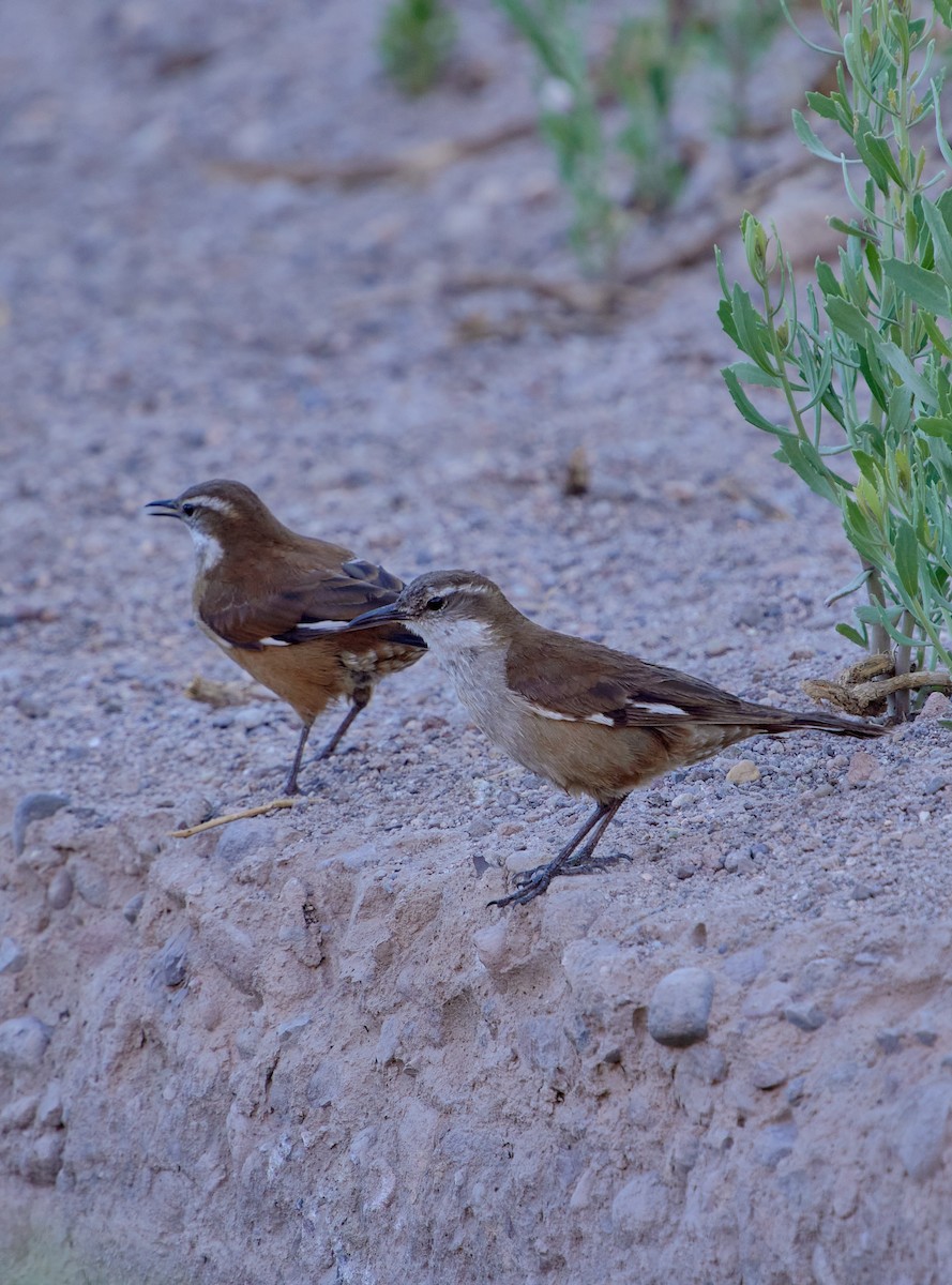 White-winged Cinclodes - ML641389013