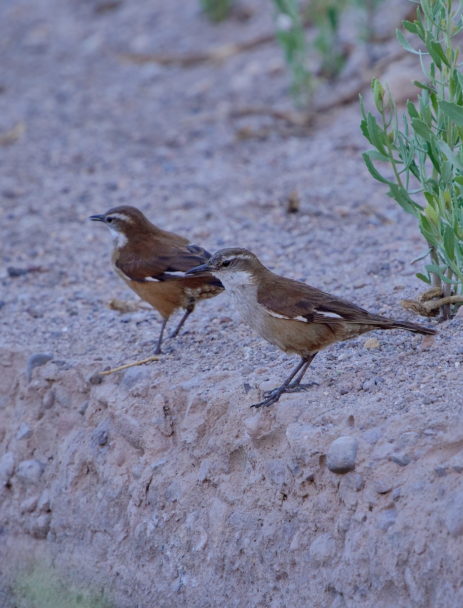 White-winged Cinclodes - ML641389014