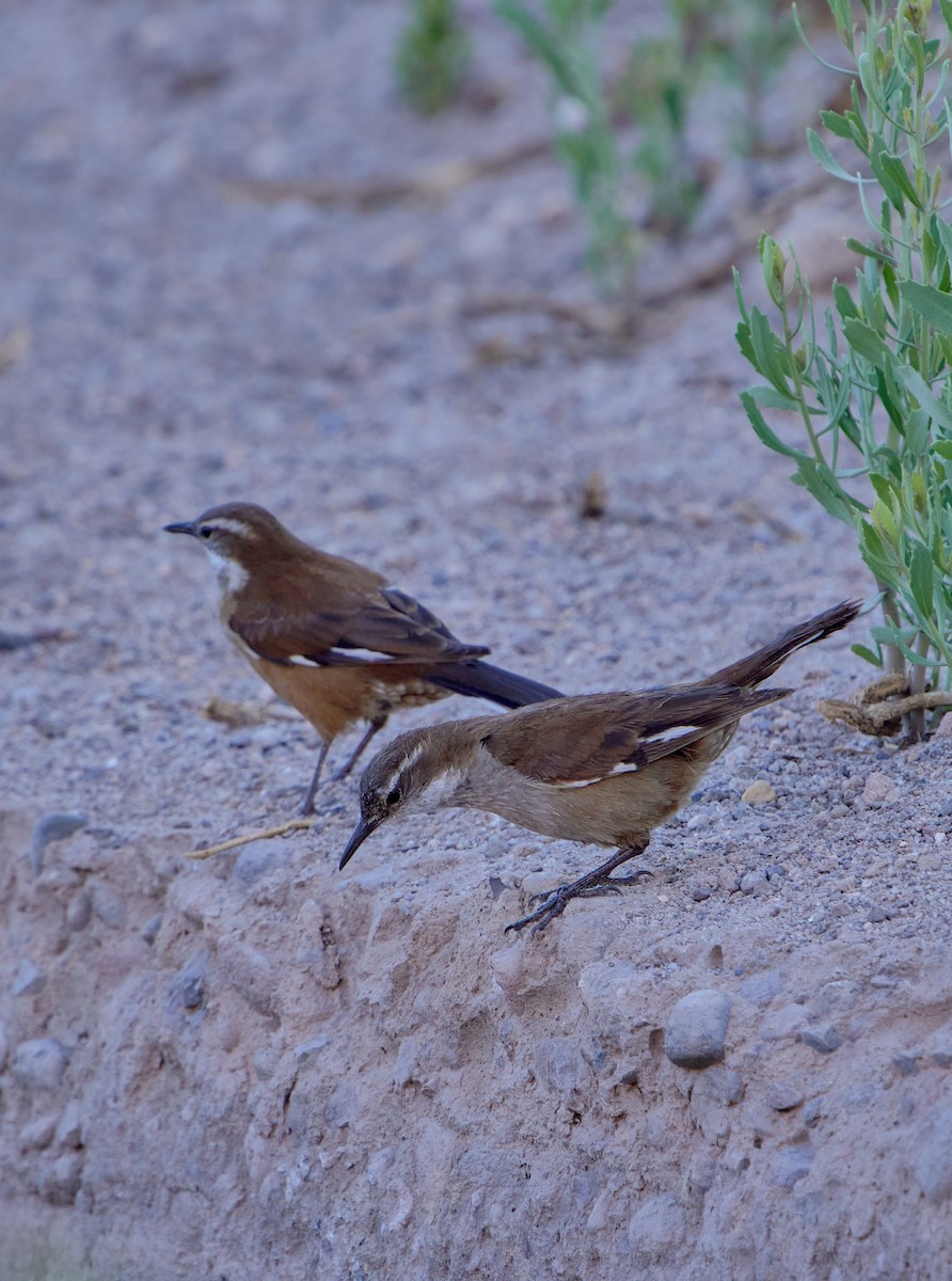 White-winged Cinclodes - ML641389015
