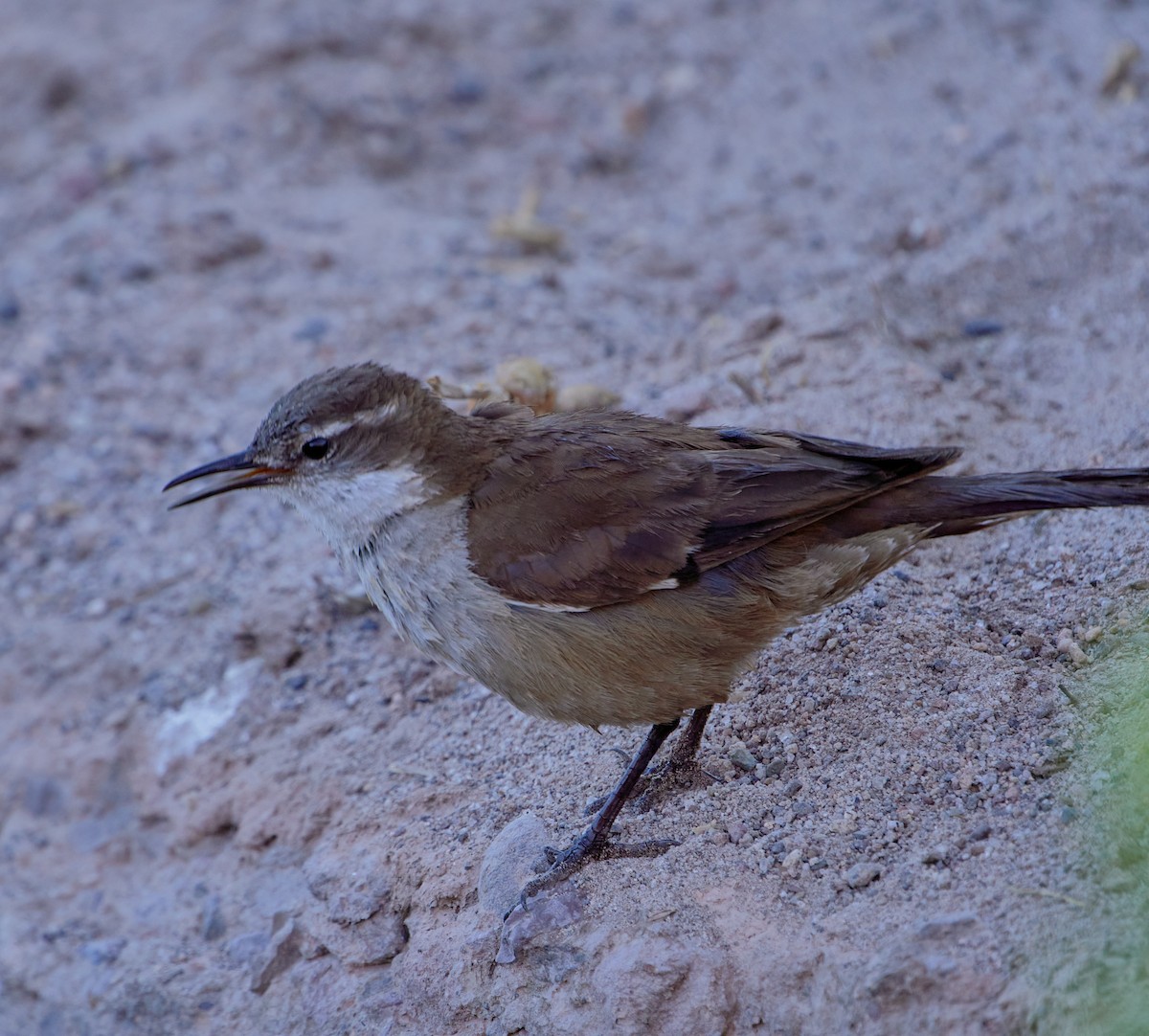 White-winged Cinclodes - ML641389016