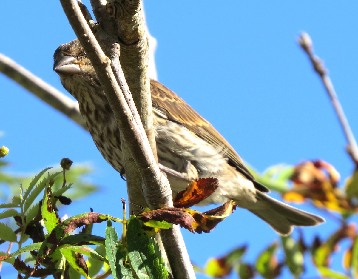 Purple Finch - ML641389046