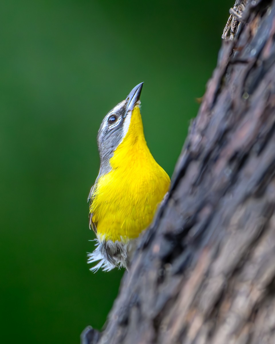 Yellow-breasted Chat - ML641389081