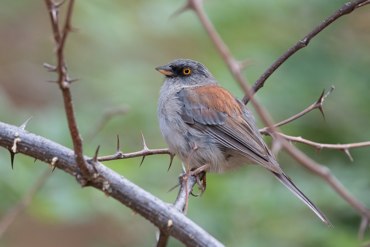 Yellow-eyed Junco - ML641389094