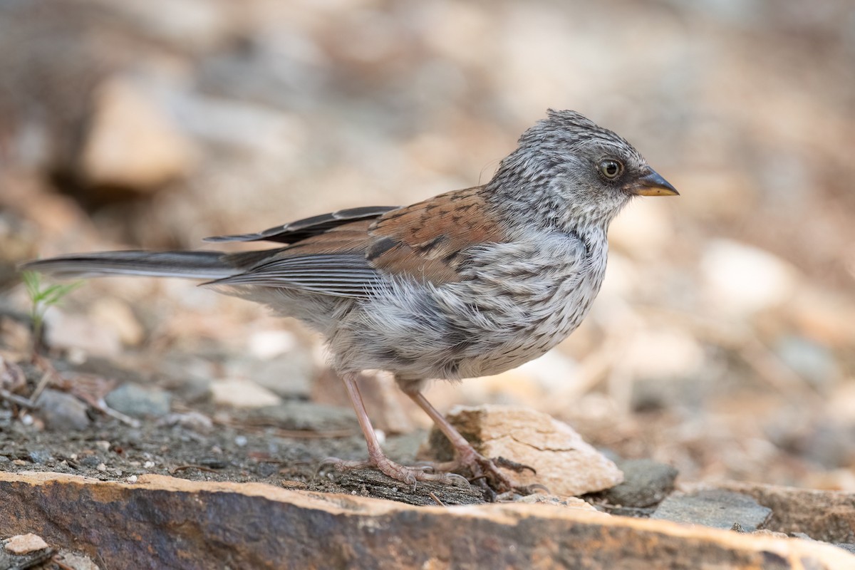 Yellow-eyed Junco - ML641389095
