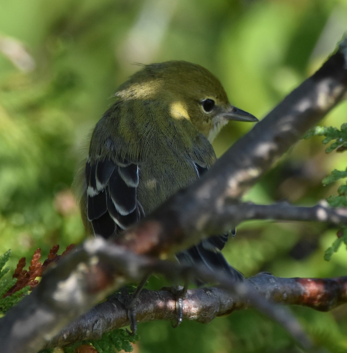Bay-breasted/Blackpoll Warbler - ML641389112