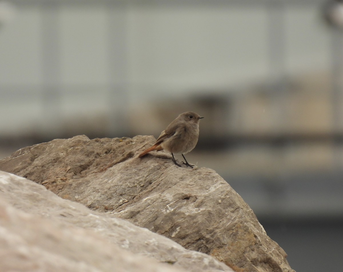 Black Redstart - ML641389127