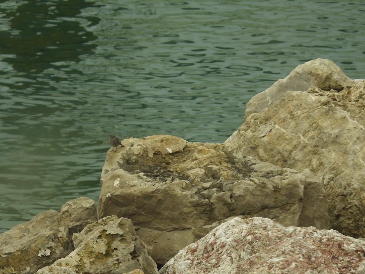 Black Redstart - ML641389132