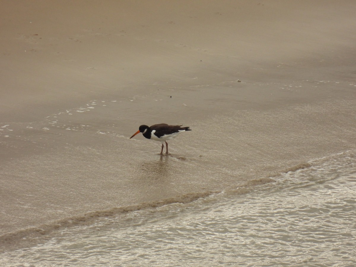 Eurasian Oystercatcher - ML641389150