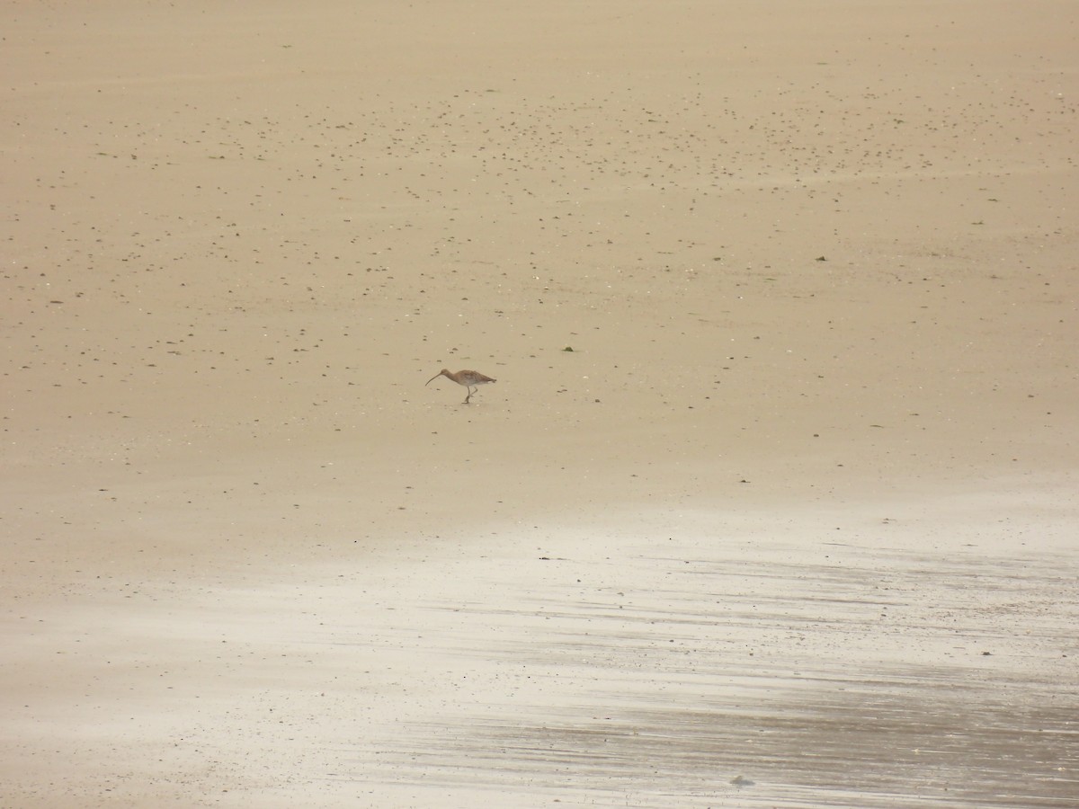 Eurasian Curlew - ML641389159
